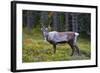 An Antlered Reindeer in Pine Forest-Valoor-Framed Photographic Print