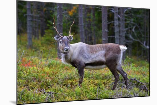 An Antlered Reindeer in Pine Forest-Valoor-Mounted Photographic Print