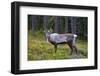 An Antlered Reindeer in Pine Forest-Valoor-Framed Photographic Print