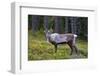 An Antlered Reindeer in Pine Forest-Valoor-Framed Photographic Print