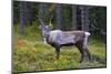 An Antlered Reindeer in Pine Forest-Valoor-Mounted Photographic Print