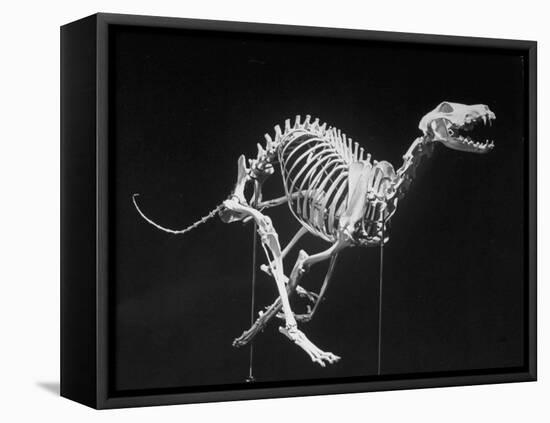 An Appearance Showing a Russian Wolfhound in Action-null-Framed Stretched Canvas