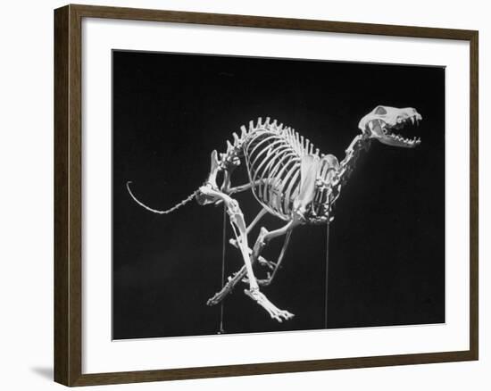 An Appearance Showing a Russian Wolfhound in Action-null-Framed Photographic Print