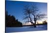 An Apple Tree at Sunset, Notchview Reservation, Windsor, Massachusetts-Jerry & Marcy Monkman-Stretched Canvas