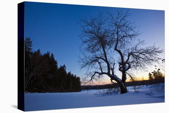 An Apple Tree at Sunset, Notchview Reservation, Windsor, Massachusetts-Jerry & Marcy Monkman-Stretched Canvas