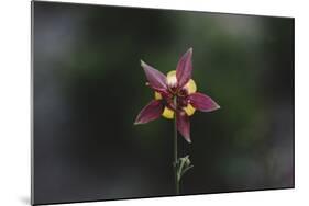 An aquilegia from the back,-Nadja Jacke-Mounted Photographic Print