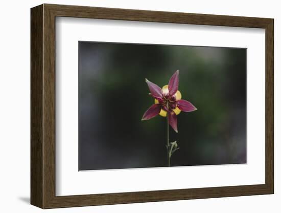 An aquilegia from the back,-Nadja Jacke-Framed Photographic Print