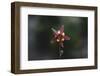 An aquilegia from the back,-Nadja Jacke-Framed Photographic Print