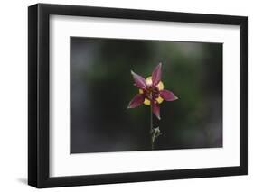 An aquilegia from the back,-Nadja Jacke-Framed Photographic Print