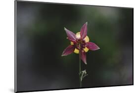 An aquilegia from the back,-Nadja Jacke-Mounted Photographic Print