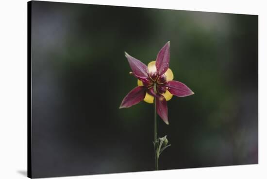 An aquilegia from the back,-Nadja Jacke-Stretched Canvas