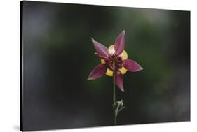 An aquilegia from the back,-Nadja Jacke-Stretched Canvas