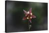 An aquilegia from the back,-Nadja Jacke-Stretched Canvas