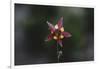 An aquilegia from the back,-Nadja Jacke-Framed Photographic Print