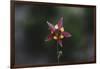 An aquilegia from the back,-Nadja Jacke-Framed Photographic Print