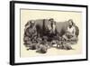 An Arab Man Feeds His Cats-Pat Nicolle-Framed Giclee Print