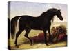 An Arabian Horse-Baron Antoine Jean Gros-Stretched Canvas