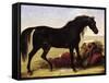 An Arabian Horse-Baron Antoine Jean Gros-Framed Stretched Canvas