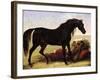 An Arabian Horse-Baron Antoine Jean Gros-Framed Giclee Print