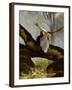 An Archaeopteryx On a Log Above a Stream-Stocktrek Images-Framed Photographic Print