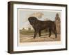 An Aristocratic Mastiff in the Grounds of a Stately Home-null-Framed Art Print
