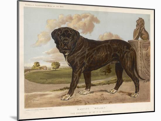 An Aristocratic Mastiff in the Grounds of a Stately Home-null-Mounted Art Print