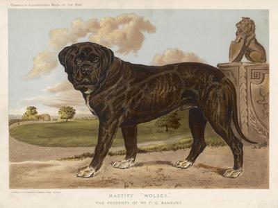 Mastiff art hotsell