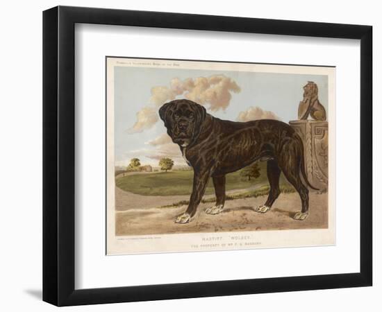 An Aristocratic Mastiff in the Grounds of a Stately Home-null-Framed Art Print