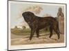 An Aristocratic Mastiff in the Grounds of a Stately Home-null-Mounted Art Print