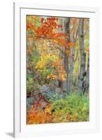 An Array of Fall Color, Maine Coast, New England-Vincent James-Framed Photographic Print