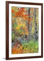 An Array of Fall Color, Maine Coast, New England-Vincent James-Framed Photographic Print
