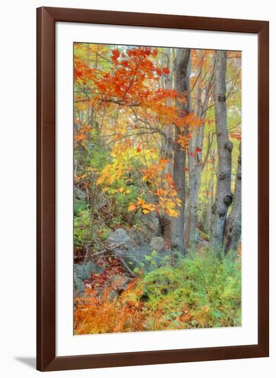 An Array of Fall Color, Maine Coast, New England-Vincent James-Framed Photographic Print