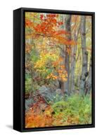 An Array of Fall Color, Maine Coast, New England-Vincent James-Framed Stretched Canvas