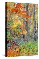 An Array of Fall Color, Maine Coast, New England-Vincent James-Stretched Canvas