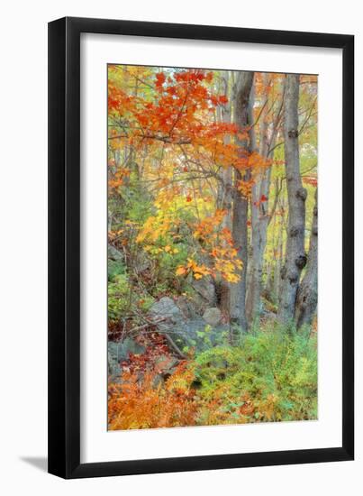 An Array of Fall Color, Maine Coast, New England-Vincent James-Framed Photographic Print