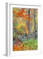 An Array of Fall Color, Maine Coast, New England-Vincent James-Framed Photographic Print