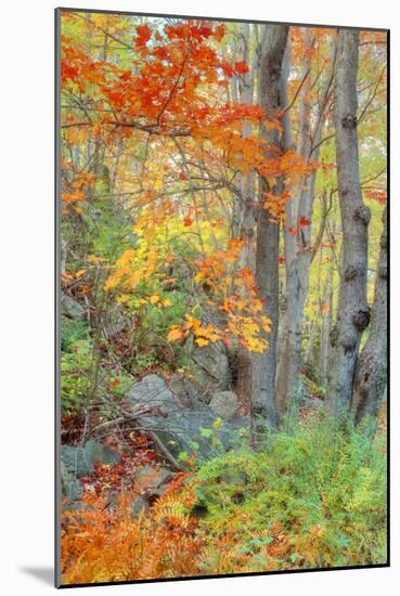 An Array of Fall Color, Maine Coast, New England-Vincent James-Mounted Photographic Print