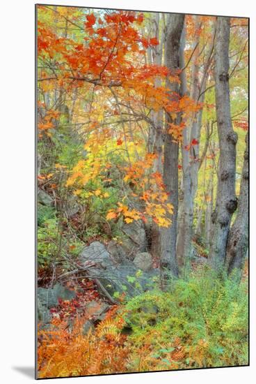 An Array of Fall Color, Maine Coast, New England-Vincent James-Mounted Premium Photographic Print