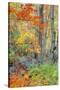An Array of Fall Color, Maine Coast, New England-Vincent James-Stretched Canvas