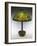 An Arrowroot Leaded Glass and Bronze Table Lamp-Guiseppe Barovier-Framed Giclee Print