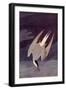 An Artic Tern, 1833-John James Audubon-Framed Giclee Print