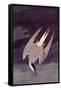 An Artic Tern, 1833-John James Audubon-Framed Stretched Canvas