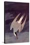 An Artic Tern, 1833-John James Audubon-Stretched Canvas