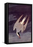 An Artic Tern, 1833-John James Audubon-Framed Stretched Canvas