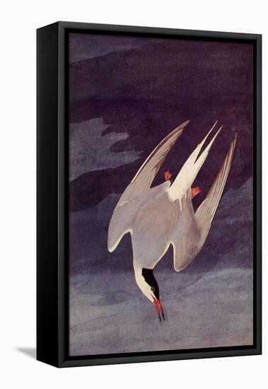 An Artic Tern, 1833-John James Audubon-Framed Stretched Canvas