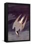 An Artic Tern, 1833-John James Audubon-Framed Stretched Canvas