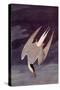 An Artic Tern, 1833-John James Audubon-Stretched Canvas