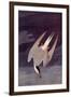 An Artic Tern, 1833-John James Audubon-Framed Giclee Print