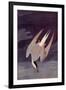 An Artic Tern, 1833-John James Audubon-Framed Giclee Print