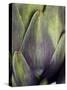 An Artichoke-Herbert Lehmann-Stretched Canvas